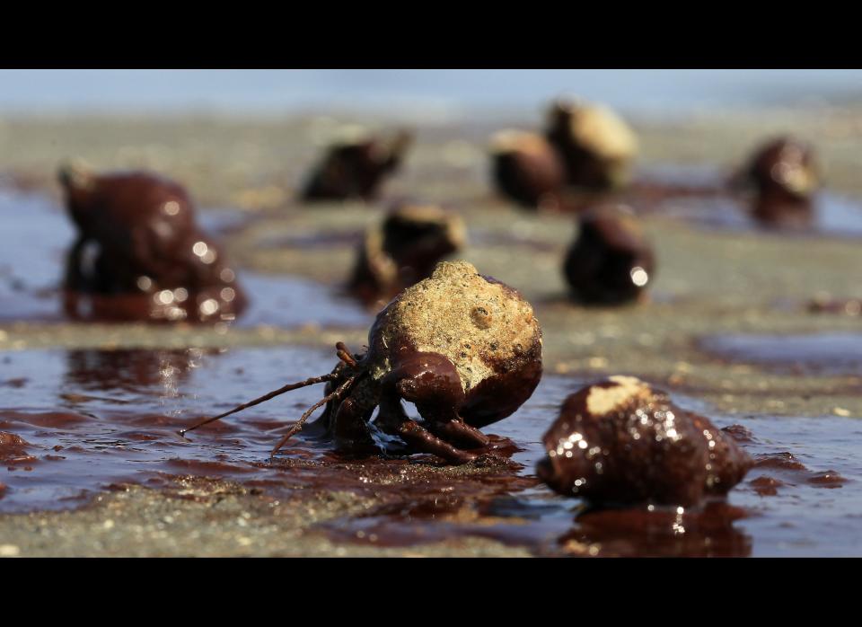 Hermit crabs struggle to cross a patch of oil from the the Deepwater Horizon spill on a barrier island near East Grand Terre Island, La, Sunday, June 6, 2010. (Charlie Riedel, AP)