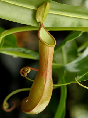 <b>Beware the carnivorous plants!</b> ©iStockphoto.com/Alan Lagadu