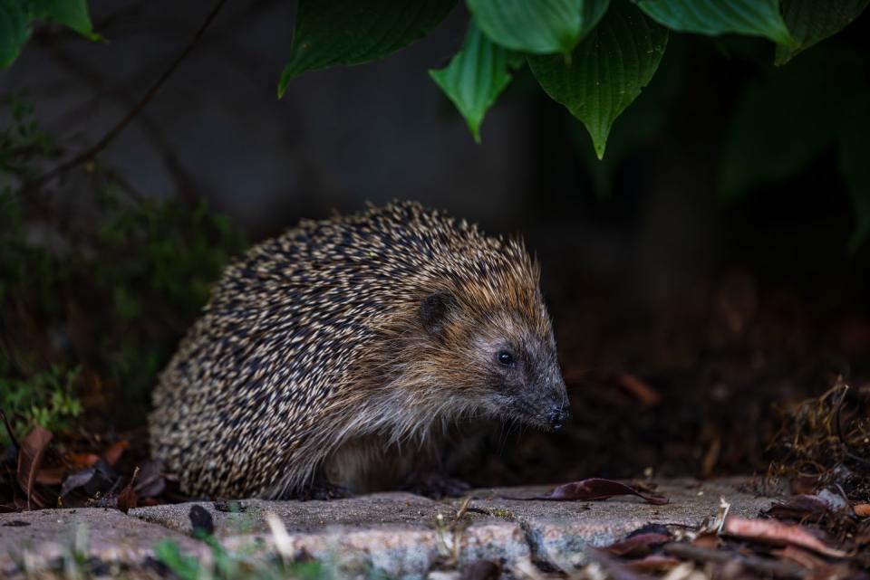 have a wildlife friendly bonfire night