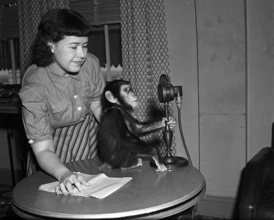 July 1, 1939: At Fort Worth’s Forest Park Zoo, Bess Stephenson of the Star-Telegram interviews “Annabella Panzee,” the new chimpanzee from the zoo.