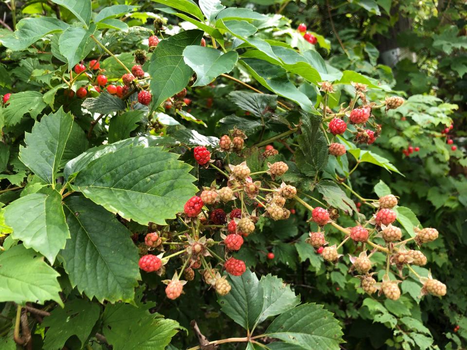 Regularly pruning wild blackberries to ground level is the only non-chemical way to remove the plant.