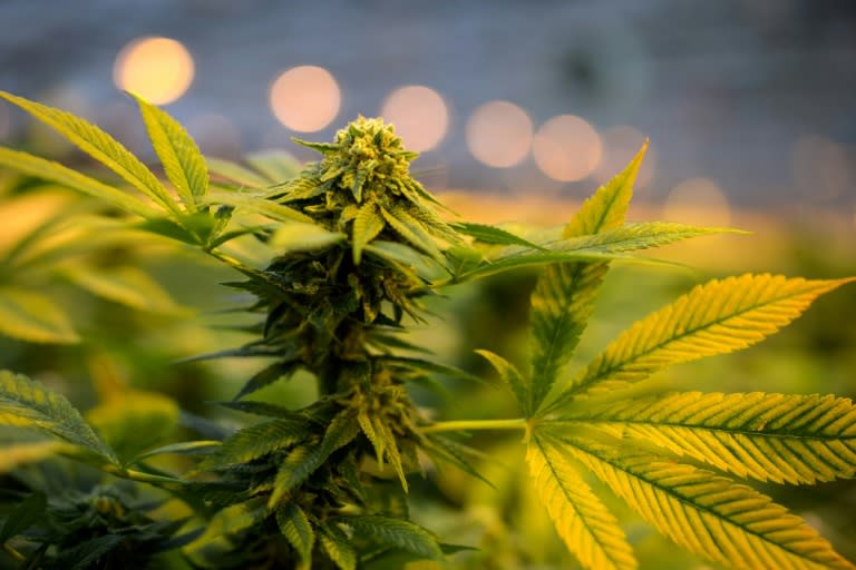 Des plants de cannabis en fleurs dans une serre appartenant à l'usine de production de CBD Phytocann près d'Ollon, dans l'ouest de la Suisse, le 19 mai 2021 (AFP/Fabrice COFFRINI)