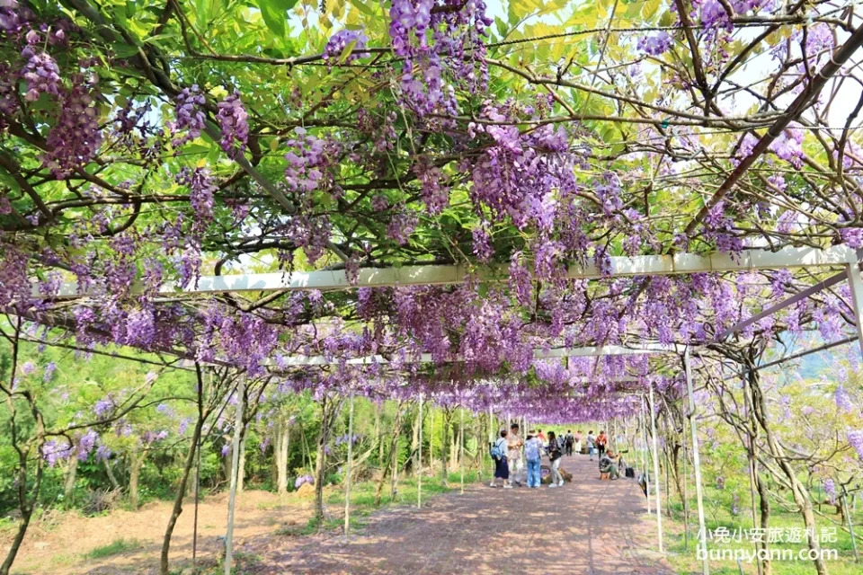 淡水紫藤咖啡園二店水源園區