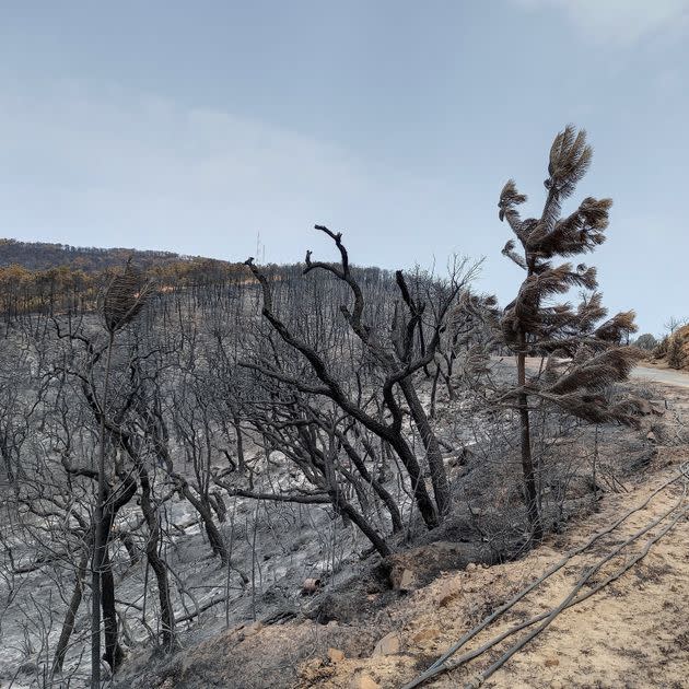 A view of burned area during wildfire in Jendouba, Tunisia on July 25, 2023.