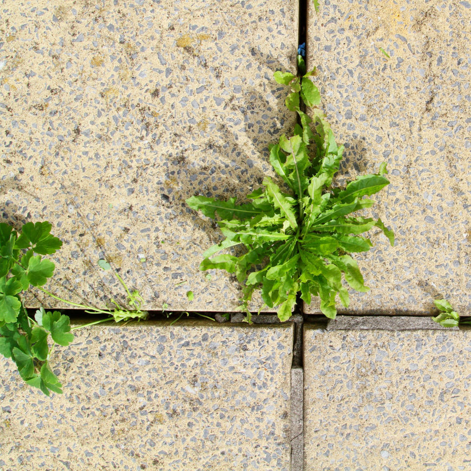 Weeds in between patio slabs