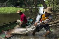 Villager Diomesio Coelho Antunes (R) from the Rumao Island community drags from his canoe an arapaima or pirarucu, the largest freshwater fish species in South America and one of the largest in the world, while fishing in a branch of the Solimoes river, one of the main tributaries of the Amazon, in the Mamiraua nature reserve near Fonte Boa about 600 km (373 miles) west of Manaus, November 24, 2013. Catching the arapaima, a fish that is sought after for its meat and is considered by biologists to be a living fossil, is only allowed once a year by Brazil's environmental protection agency. The minimum size allowed for a fisherman to keep an arapaima is 1.5 meters (4.9 feet). Picture taken November 24, 2013. REUTERS/Bruno Kelly (BRAZIL - Tags: ENVIRONMENT SOCIETY ANIMALS TPX IMAGES OF THE DAY) ATTENTION EDITORS: PICTURE 11 OF 22 FOR PACKAGE 'FISHING FOR BRAZIL'S FOSSILS'. TO FIND ALL IMAGES SEARCH 'ARAPAIMA KELLY'