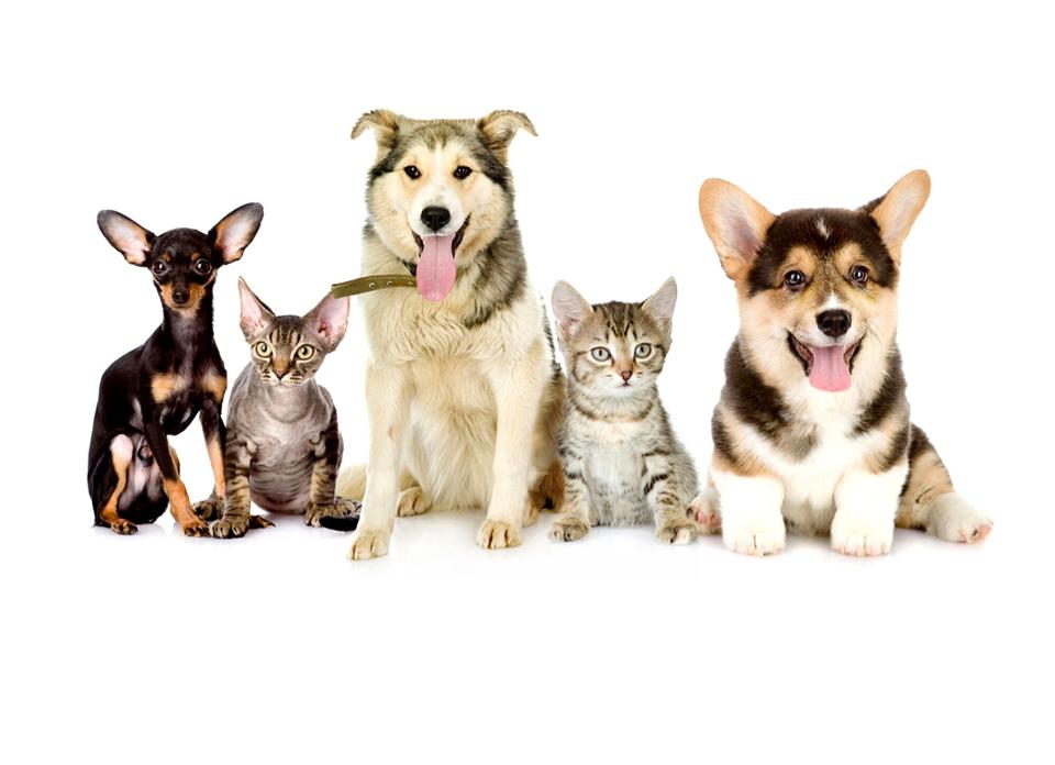 group of cats and dogs looking at camera