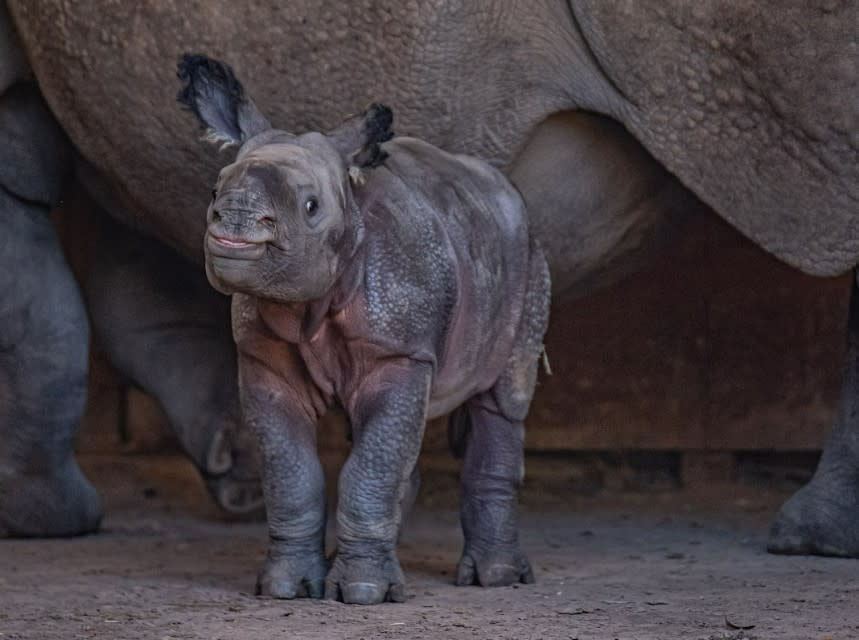 rhino