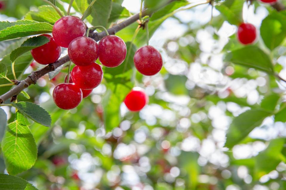 Michigan: Tart cherries