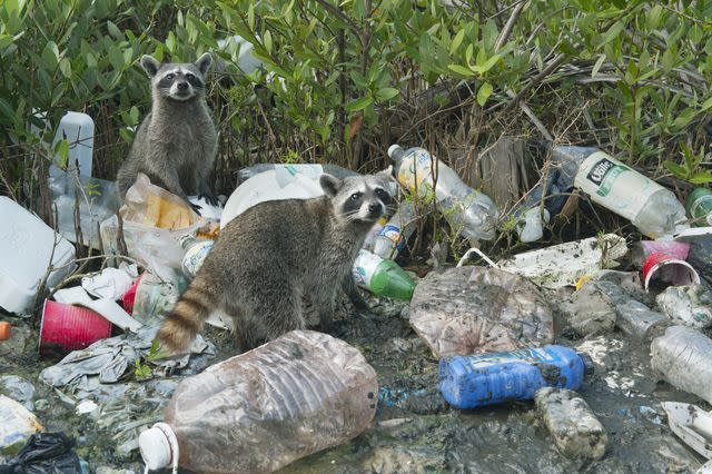 <p>Kevin Schafer</p> Trash is a major raccoon attractant