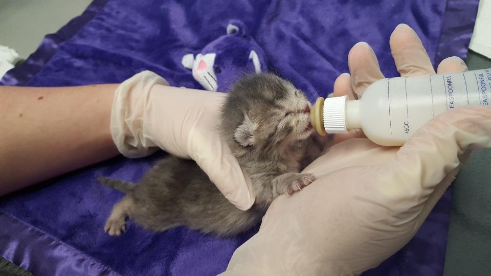 Neonate kittens require round-the-clock care and bottle feeding.