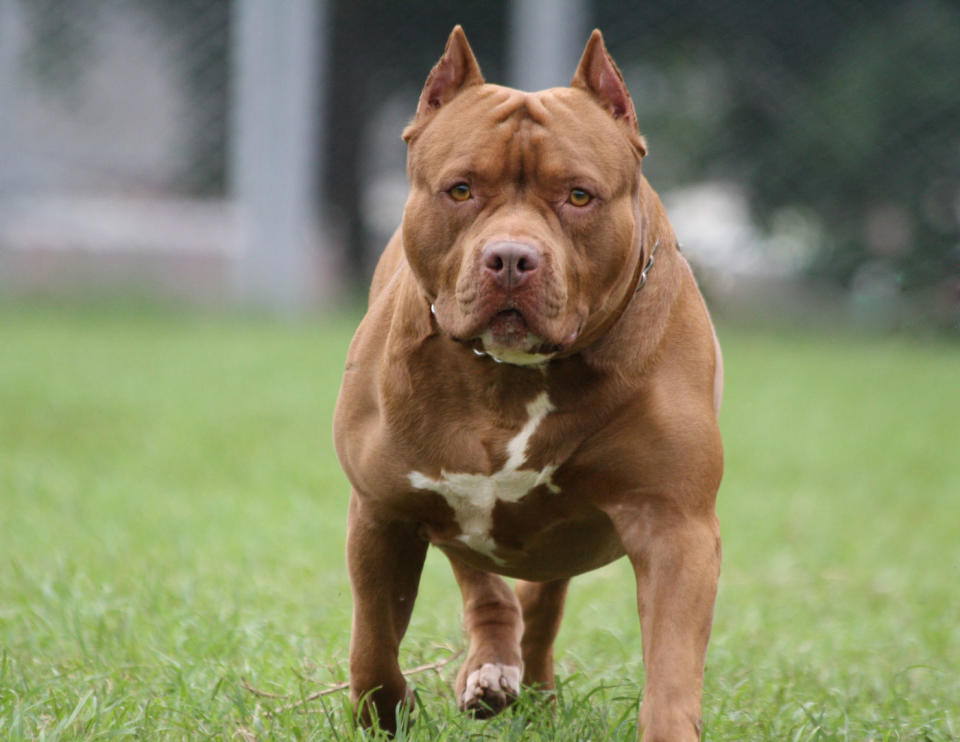 The pit bulls were being quarantined following a previous attack. Source: Getty Images (file pic)