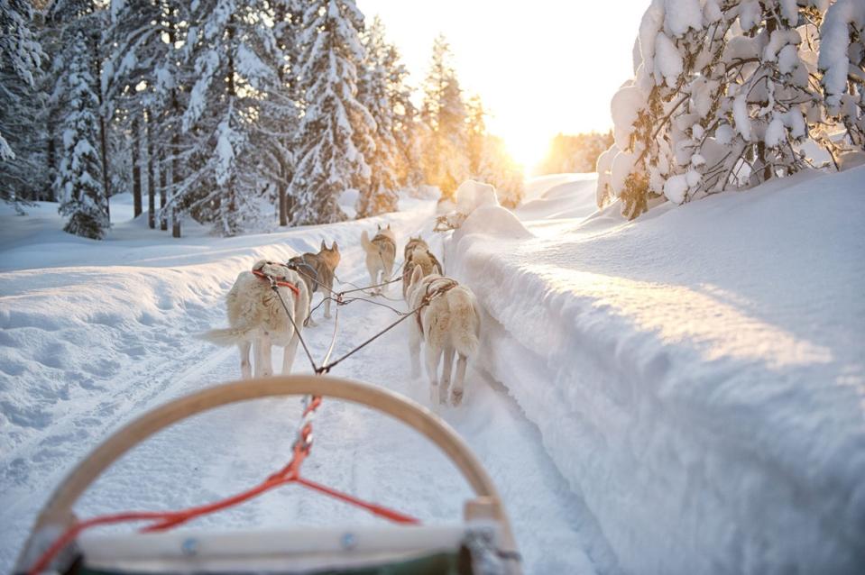 Take the chance to be a ‘musher’ in control of your own team of dogs (Getty Images/iStockphoto)