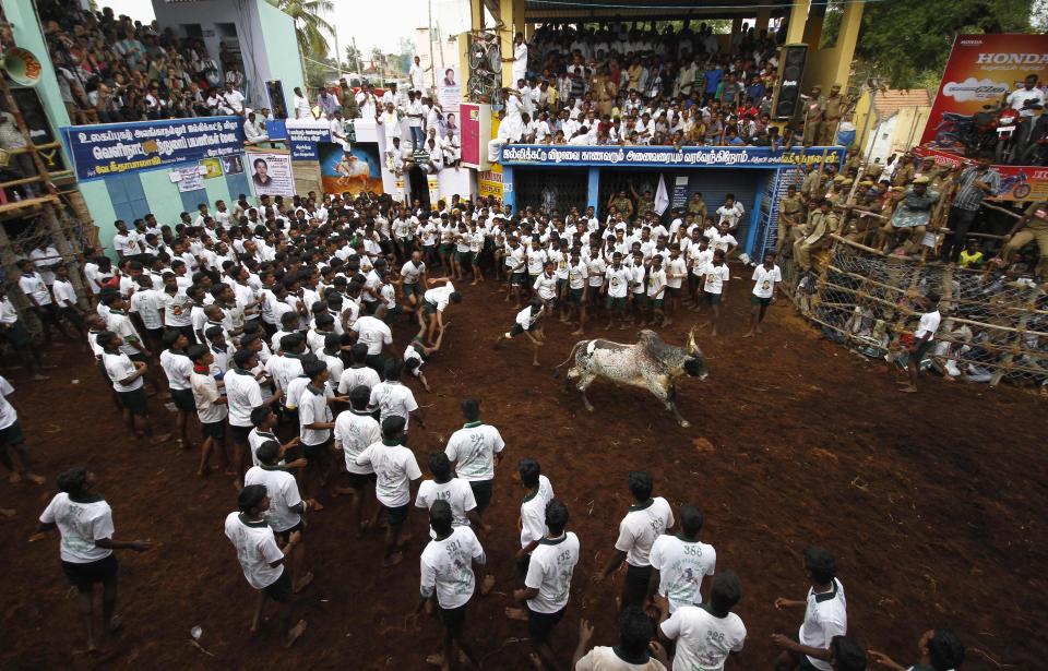 Villagers chase a bull during a bull-taming festival on the outskirts of Madurai town