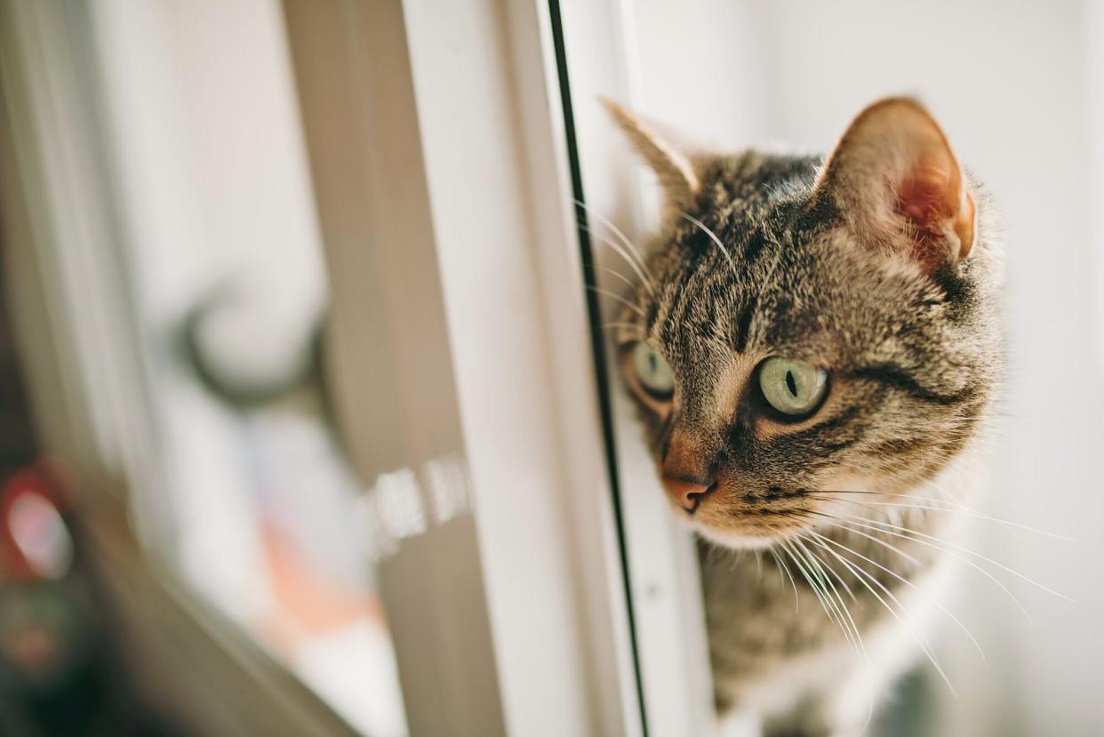 tabby cat staring