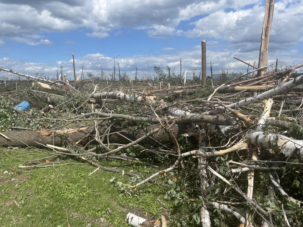 Hundreds of trees were leveled by a tornado near the Town of Silver Cliff in Marinette County.