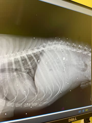 <p>Stray Rescue of St. Louis</p> Owen the dog's x-ray showing bullet fragments from the canine's gunshot wound