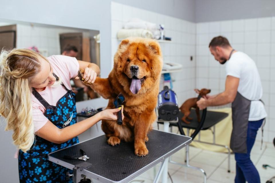 Dogs being groomed at a professional dog salon. Source: Getty Images