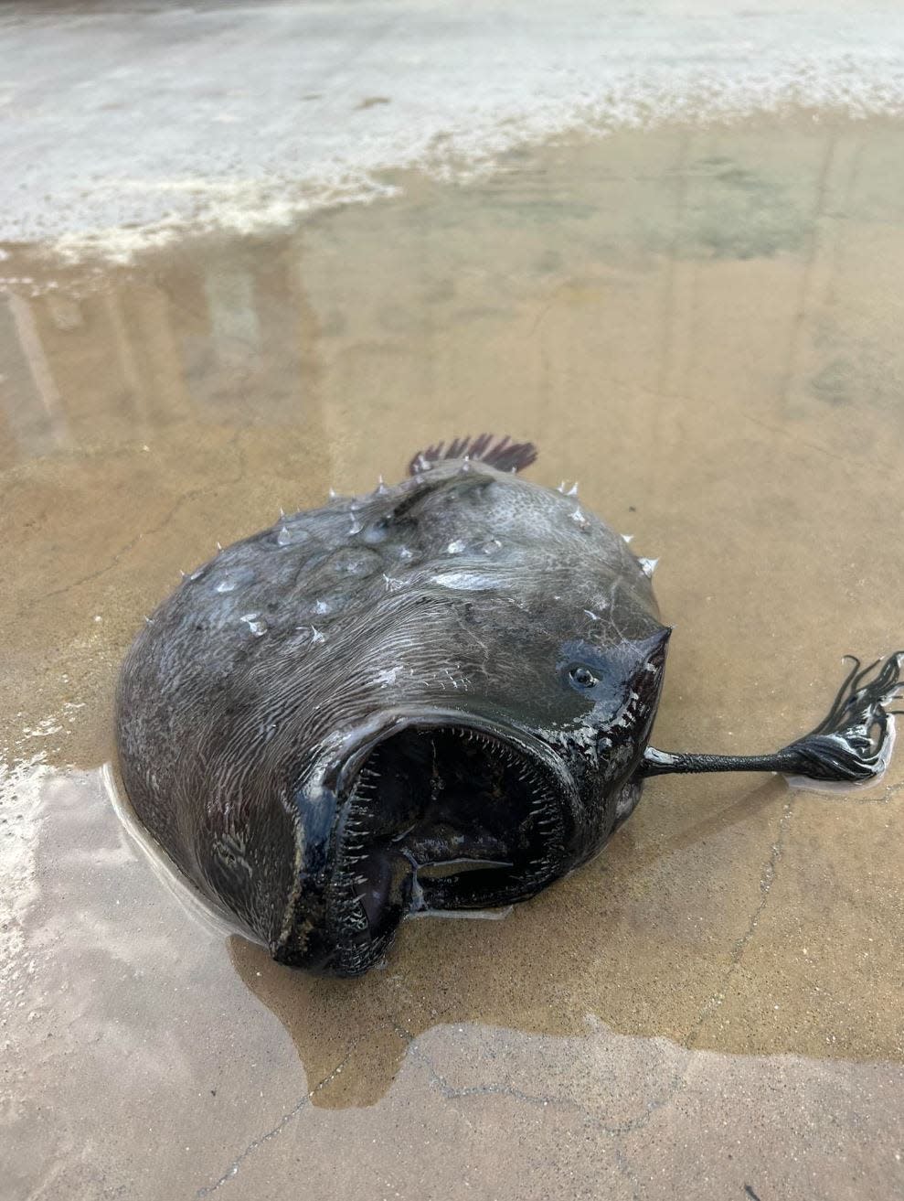 A rare species of angler fish has washed ashore on Newport Beach in California for the second time. The first Football specific was ashore the very same beach in 2021.