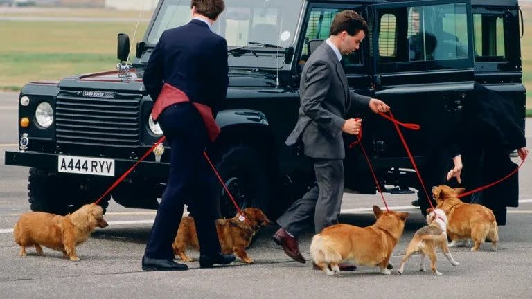 corgi dogs at airport