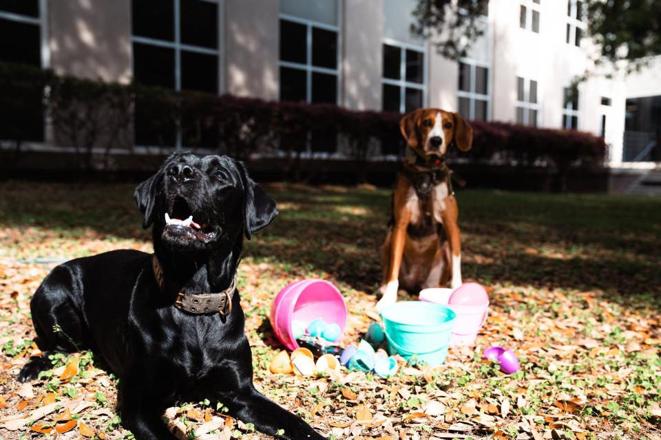 FDLE K-9s with Easter egg baskets