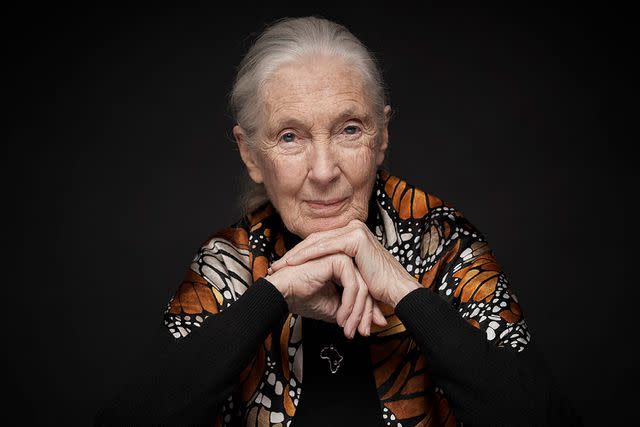 <p>Vincent Calmel</p> Dr. Jane Goodall