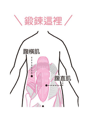 集中緊實小腹：鍛鍊腹橫肌、腹直肌