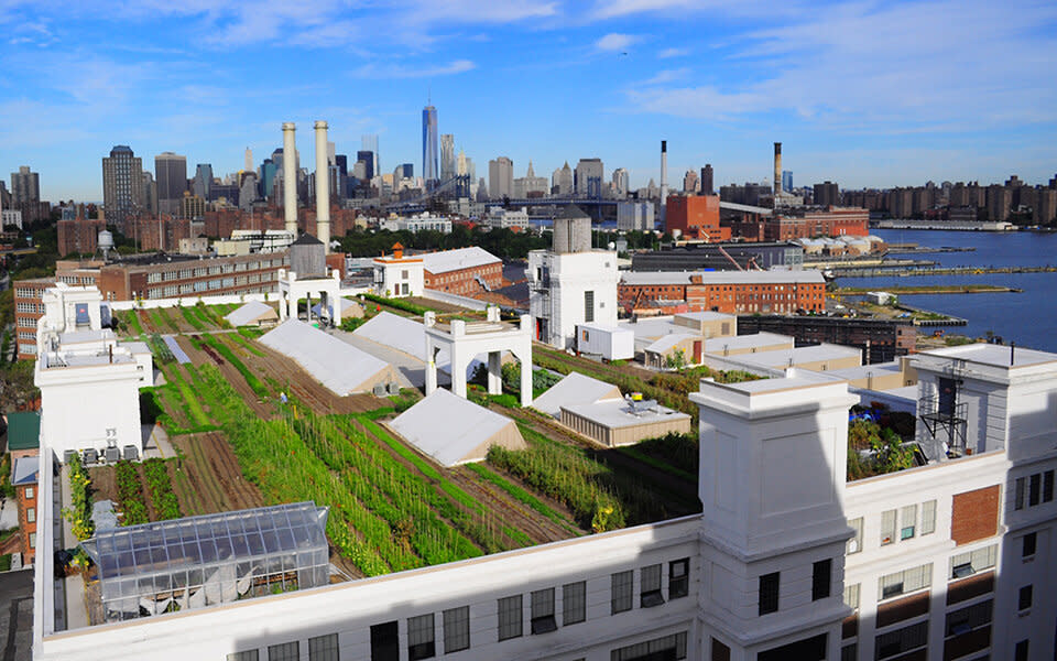 An overhead view of Brooklyn Grange's rooftop farm at the Navy Yard in Brooklyn. (Photo: Anastasia Cole Plakias/Brooklyn Grange Rooftop Farm)