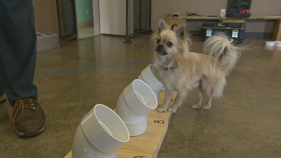 Foxy, a long-haired Chihuahua, is being trained to detect and respond to cortisol. 