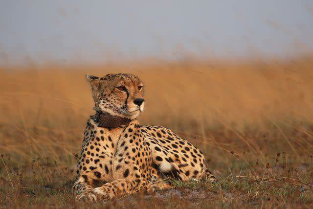 <p>Daan Smit/Courtesy of Zambian Carnivore Programme</p> A cheetah in Zambia's Liuwa Plain National Park.