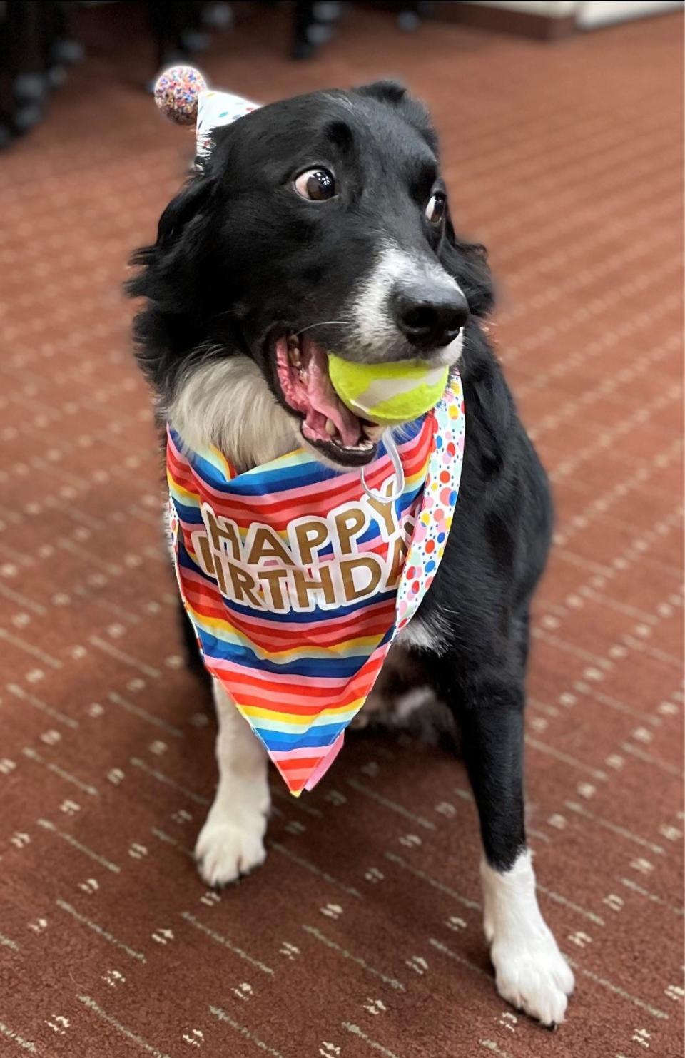 Tater Tot, the new therapy dog in Summit County Juvenile Court, during a recent ice cream social to celebrate his fourth birthday.