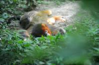 A golden monkey lies on the ground to cool down on a scorching day at the Wuhan Zoo in Wuhan city, central China's Hubei province, July 24, 2016.