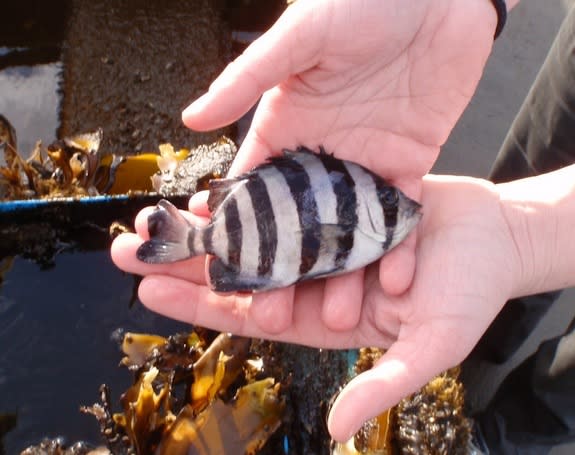 Live Fish Found In Likely Tsunami Debris