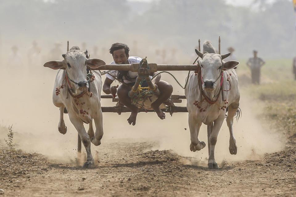 Bullock cart racing festival