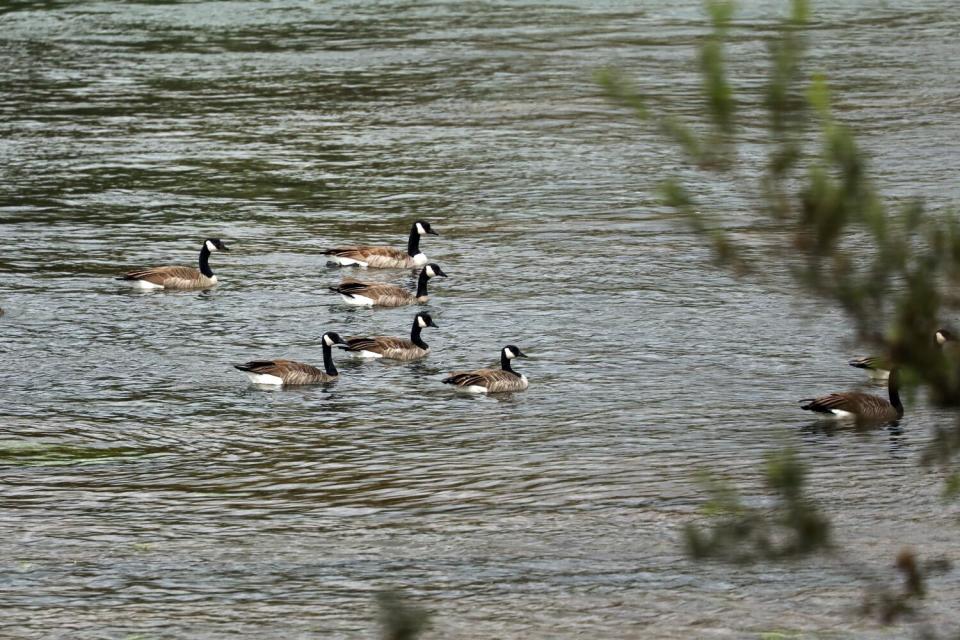 Geese swim in the Sacramento River.