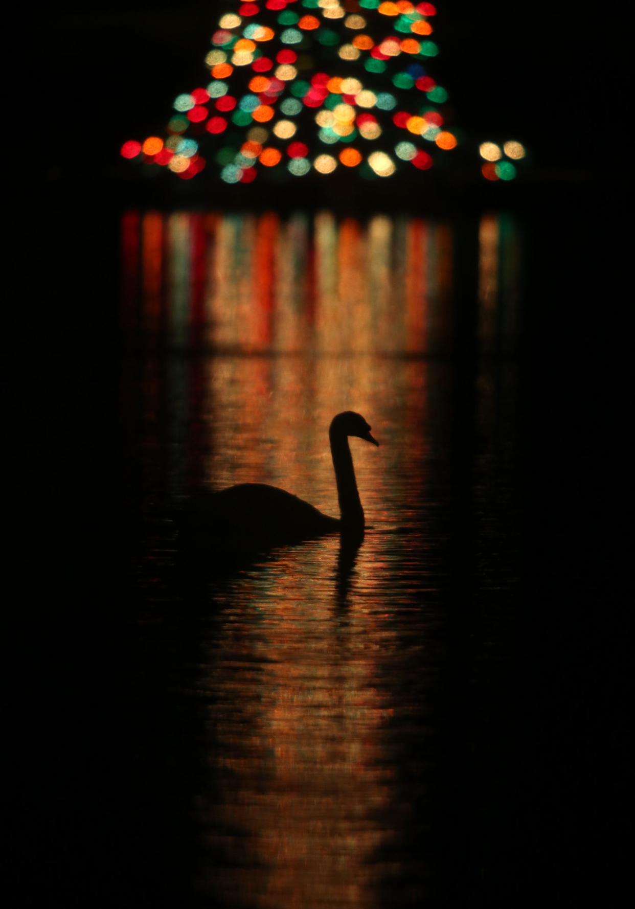 A swan swims through the reflection of lights from the floating Christmas tree in Lake Morton in 2012. Responding to concerns about the safety of swans in Lake Morton, the City of Lakeland changed its planned Christmas parade route for the second time in a month to now avoid most of Lake Morton.