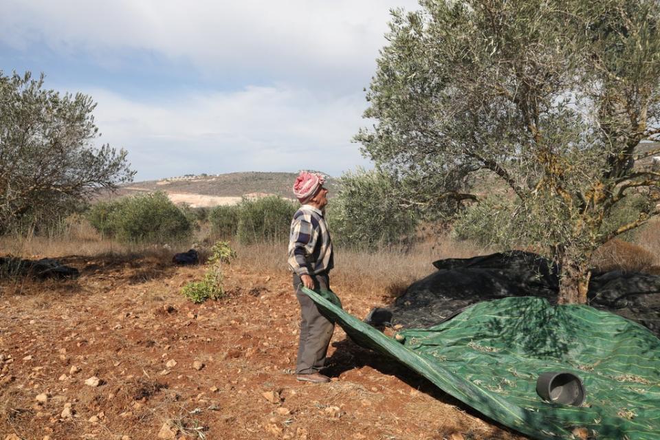 Palestinian farmers harvest their olives in October and November each year (EPA-EFE)