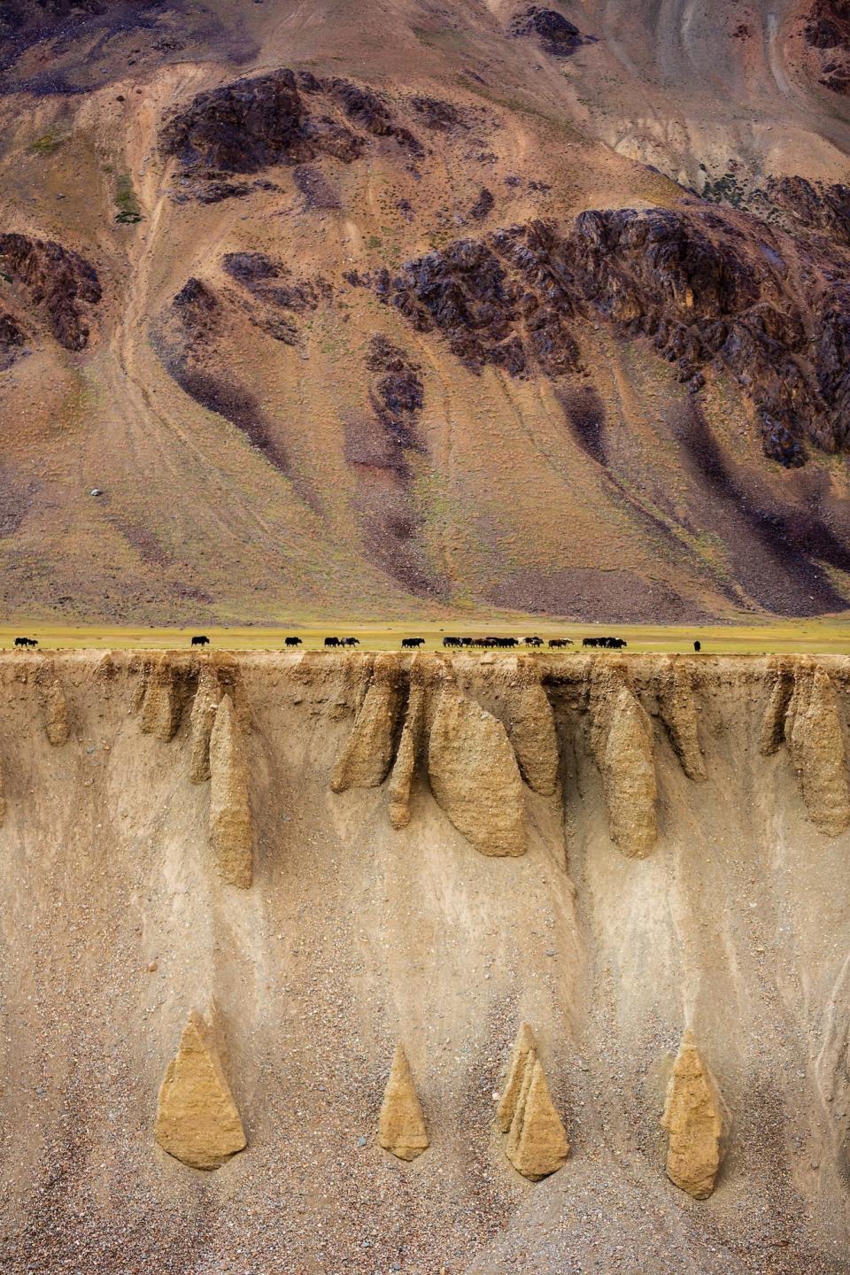 'Herds of Yak' by @victormsf (Portugal)