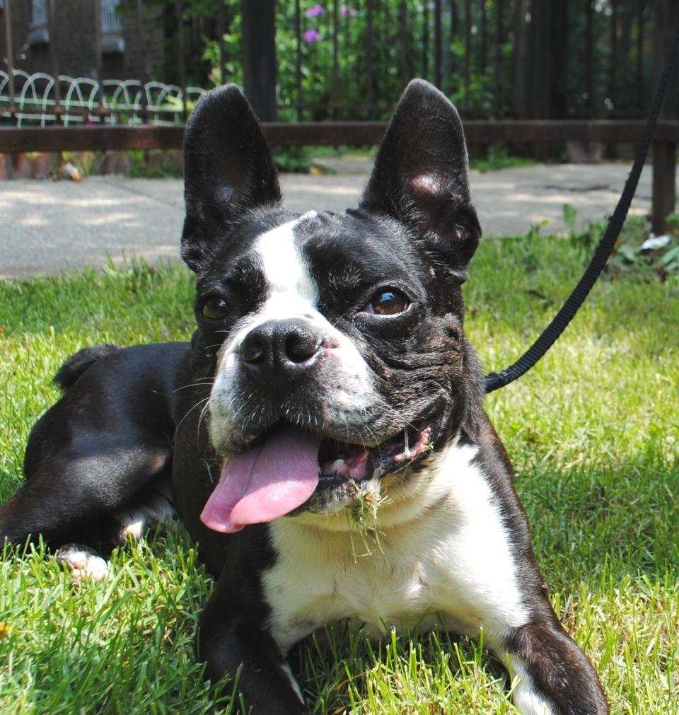 Pic is a 2-year-old Boston terrier who is looking for a home where he will get all the love he deserves.   He is a fan of people, toys and playing fetch. He would love to go for a long walk with his new family and explore his new neighborhood.   Pic spent some time in foster care where his family described him as sweet and playful. He can’t wait to find a home in the suburbs or somewhere else quiet where he can shower his humans with love. Pic is not a big fan of other animals, so he would love to be the only animal in his future home.   If you are interested in adopting, please call PAWS Chicago at 773-938-PAWS, visit <a href="www.pawschicago.org">www.pawschicago.org</a>, or email adoptions@pawschicago.org.