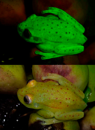 Fluorescence in an adult male tree frog under UV-blue light (top) and white light (bottom).