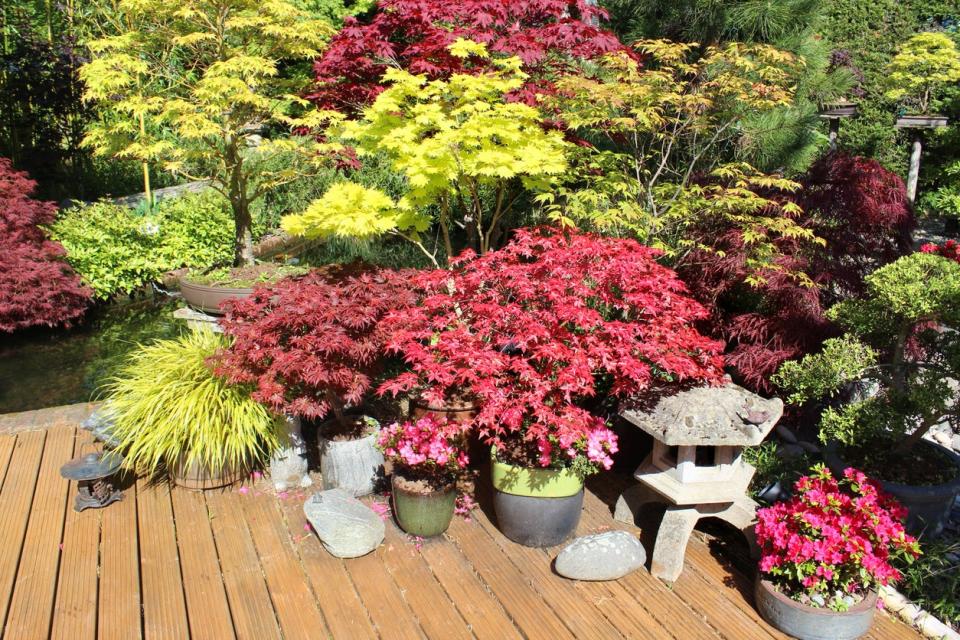 Image of small acers / maples on decking in back garden