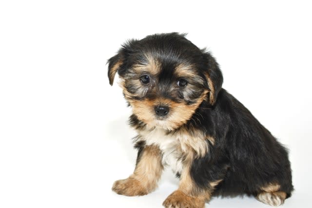 Morkie puppy that looks like he is sorry or sad about something, on a white background.