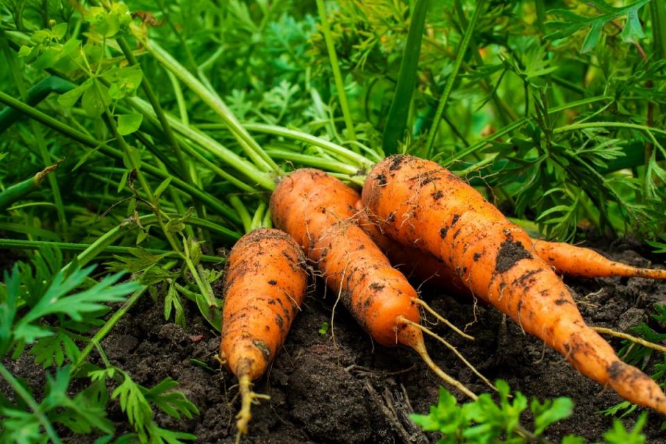 A group of unwashed harvested carrots laying on damp, shaded soil.