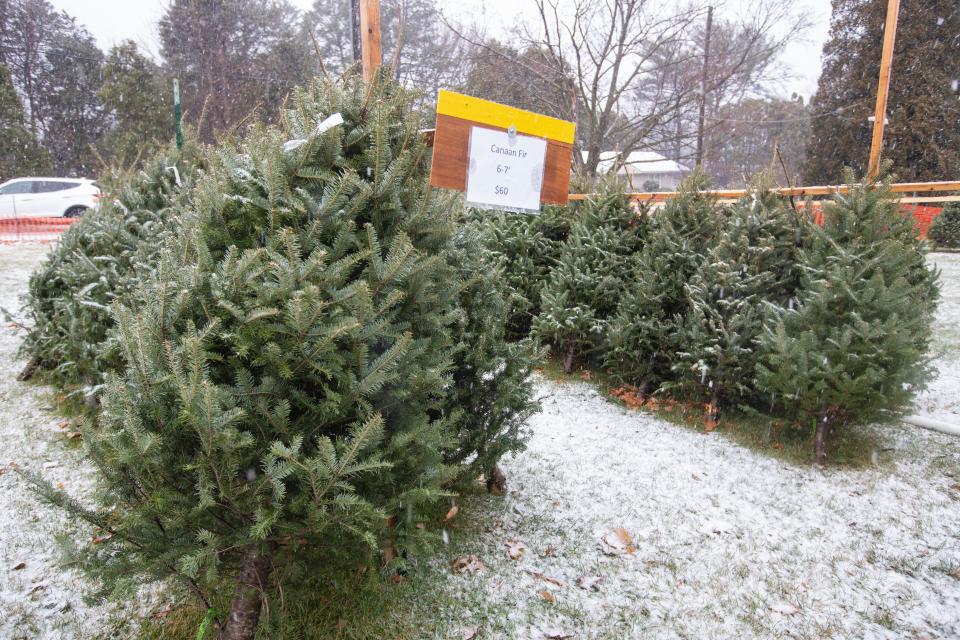 The YMCA Retired Men's Club Christmas tree sale features Canaan Fir trees, seen here on Friday, Dec. 9, 2022, at Highcrest Centre in Rockford.