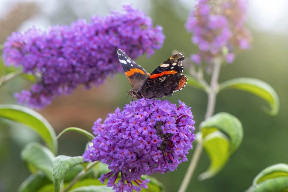 fast growing shrubs butterfly bush close up image of a red admiral butterfly collecting pollen from a purple buddleja, or buddleia flower also known as the butterfly bush