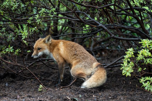 The fox before her capture on Tuesday. (Photo: Bill Clark via Getty Images)