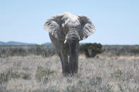 <p>An elephant moves through the plains of Etosha National Park. Just driving along a road in Namibia, you may encounter one of these beauties. (Photo: Gordon Donovan/Yahoo News) </p>