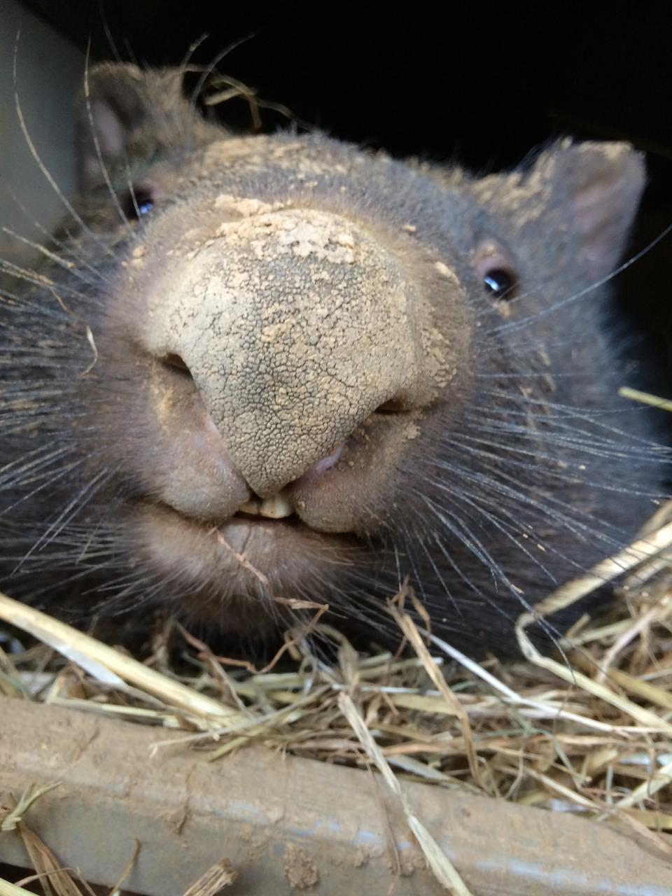 A close up of a wombat's face.