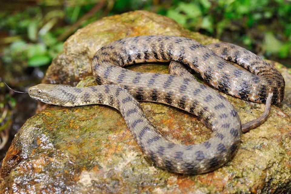 <p>mauribo/Getty</p> A dice snake