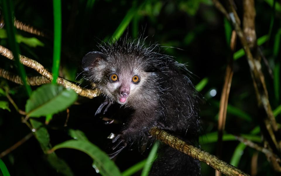 aye-aye